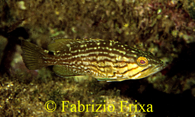 Mycteroperca rubra